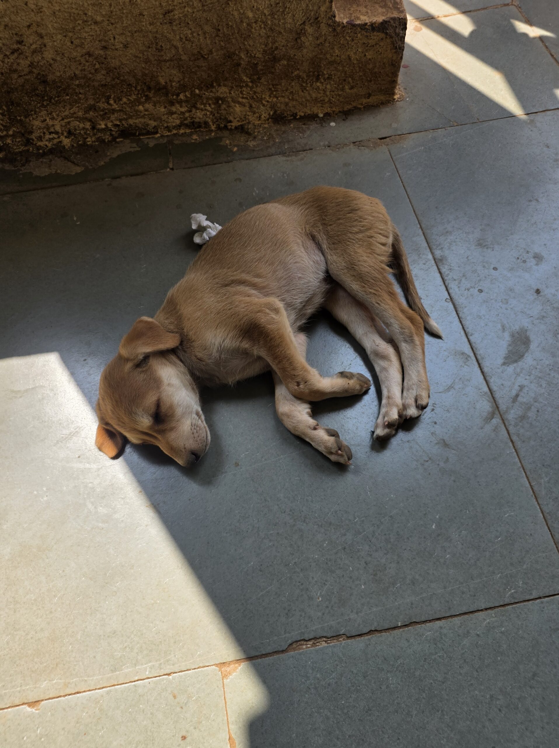 インドの建物の床で横たわって寝そべる茶色の野良犬。人間の出入りに無関心な様子